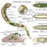 Тип плоские черви. Тип Platyhelminthes. Плоские черви. Систематика плоских червей. Признаки плоских червей. Трехслойные животные Трехслойные животные тип плоские черви